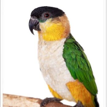 Buy Black Headed Caique Online - Image 2