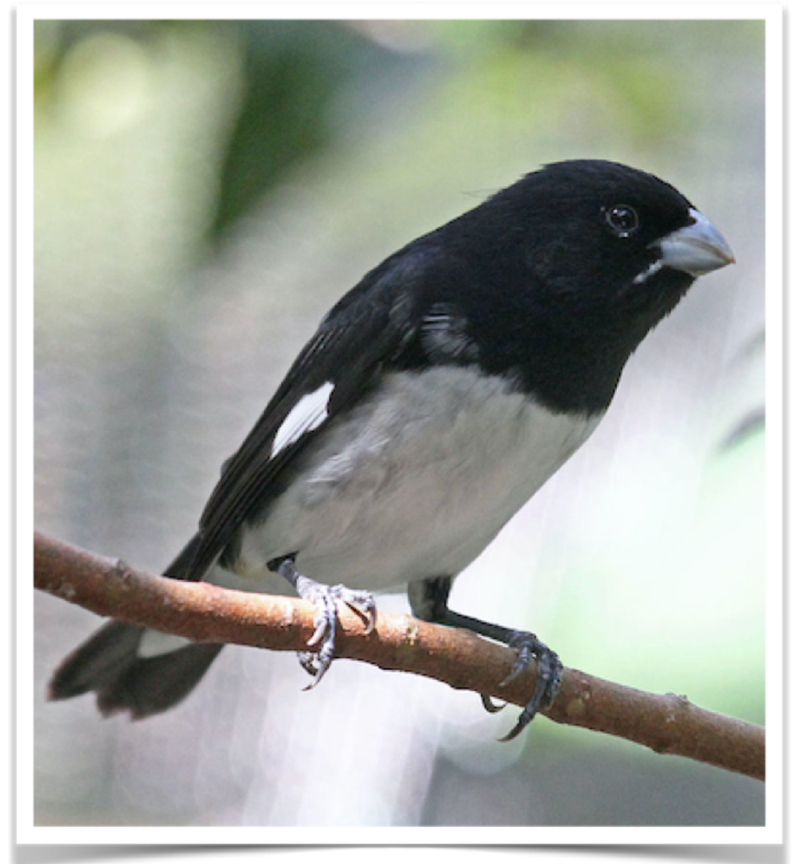 Buy Black and white Seedeater Online