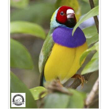 Buy Lady Gouldian Green Back Normal (BLACK HEAD MALE ONLY) Online - Image 2