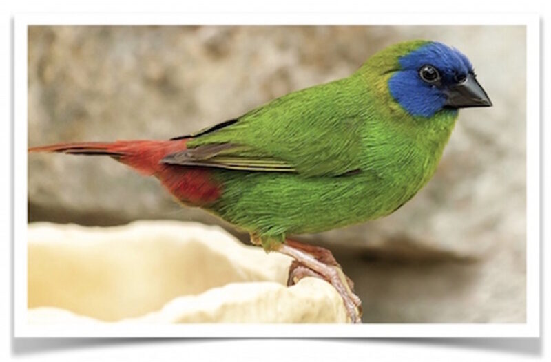 Buy Blue-faced Parrotfinch Online