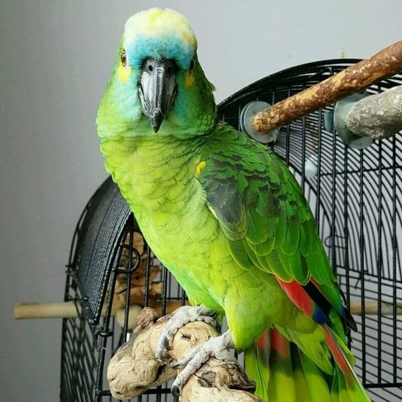 Bluefronted amazon Novan Bird's For Sale