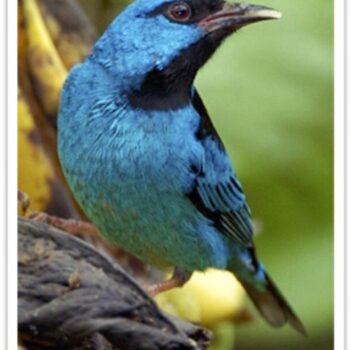 Buy Blue Dacnis - Turquoise Honeycreeper Online