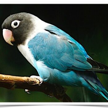 Buy Lovebirds - Blue Masked Online - Image 2