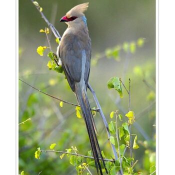 Buy Blue Naped Mousebird Online