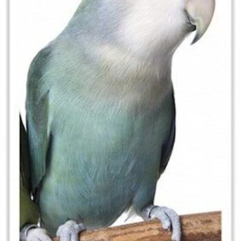 Buy Lovebirds - Blue Peach-faced Online