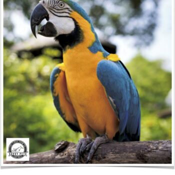 Buy Blue and Gold Macaw Online