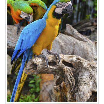Buy Blue and Gold Macaw Online - Image 2