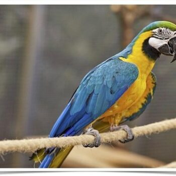 Buy Blue and Gold Macaw Online - Image 4