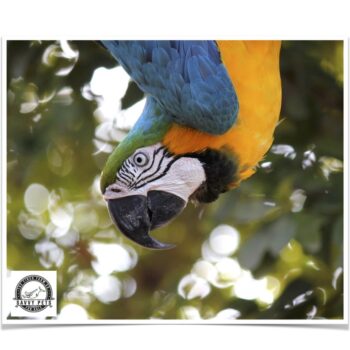 Buy Blue and Gold Macaw Online - Image 3