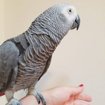 Where Can You Buy An African Grey Parrot