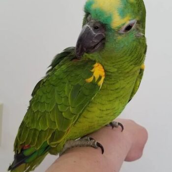 BUY BLUE FRONTED AMAZON FOR SALE - Image 3