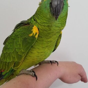 BUY BLUE FRONTED AMAZON FOR SALE - Image 4