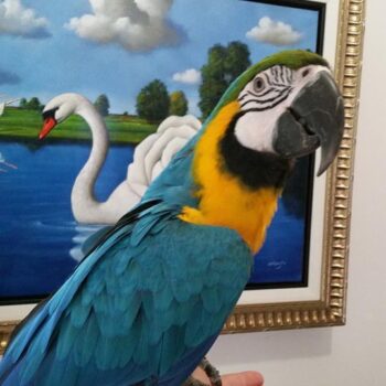 BUY CHEAP MACAWS ONLINE - Image 2