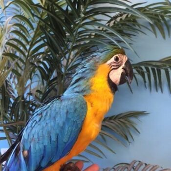 BUY CHEAP MACAWS ONLINE - Image 3