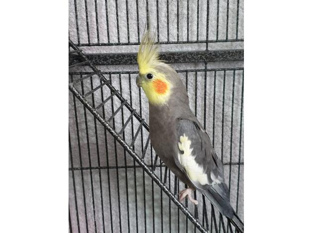 Buy Cockatiel Bird For Sale Novan Birds For Sale 