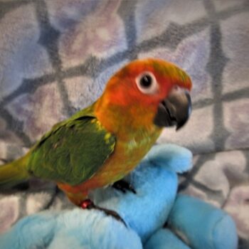 BUY CONURE FOR SALE - Image 2