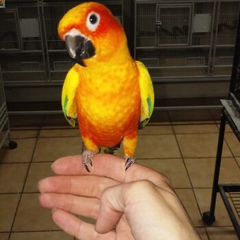 BUY CONURE FOR SALE - Image 3