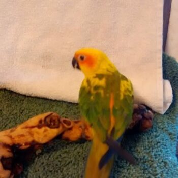 BUY CONURE FOR SALE - Image 4