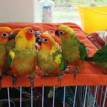BUY CONURE FOR SALE - Image 5