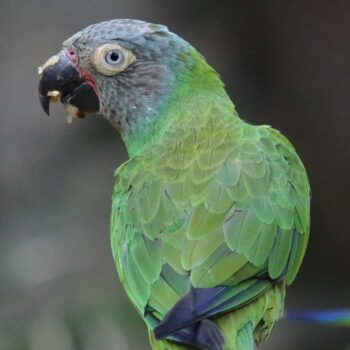 BUY DUSKY CONURE FOR SALE - Image 2