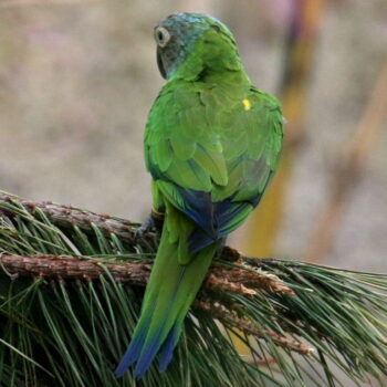 BUY DUSKY CONURE FOR SALE - Image 3