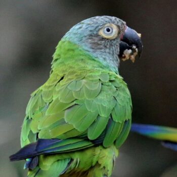 BUY DUSKY CONURE FOR SALE - Image 4