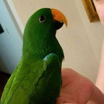 BUY ECLECTUS PARROT FOR SALE - Image 2