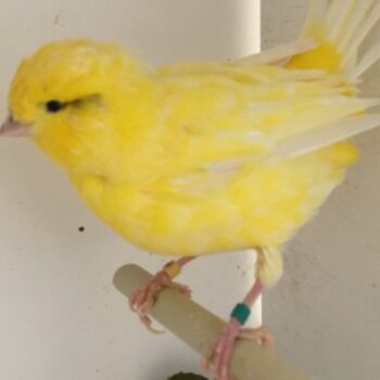 BUY FIFE CANARIES FOR SALE - Image 3