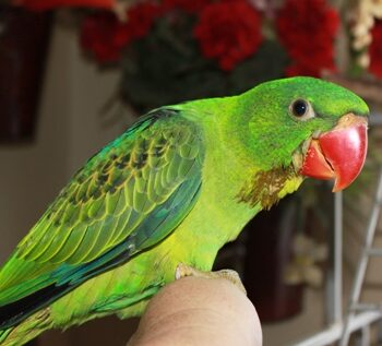 Buy GREAT-BILLED PARROT For Sale - Image 3