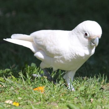 BUY GOFFIN COCKATOO FOR SALE - Image 2