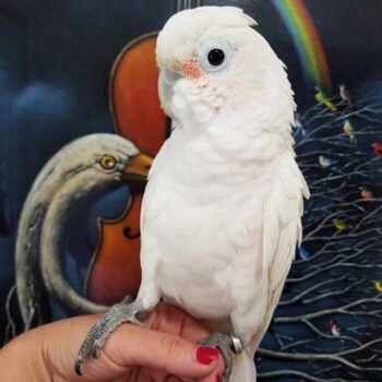 BUY GOFFIN COCKATOO FOR SALE - Image 3