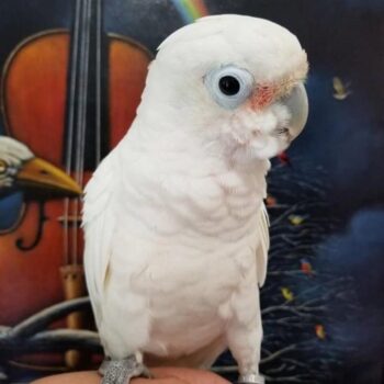 BUY GOFFIN COCKATOO FOR SALE - Image 4