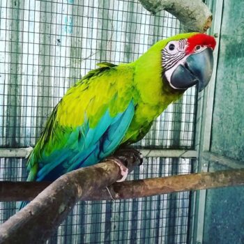 BUY GREAT GREEN MACAW - Image 4