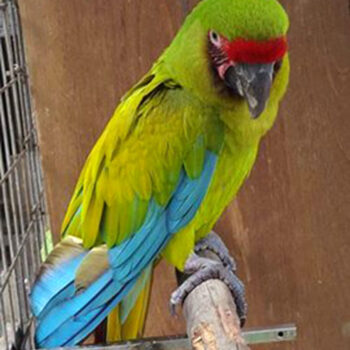 BUY GREAT GREEN MACAW - Image 3
