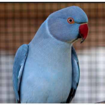 Buy Exotic Birds Online | Pet Birds For Sale | Birds Online Near Me