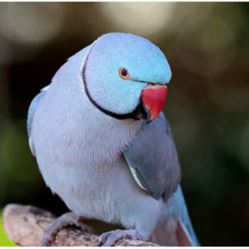 BUY INDIAN RINGNECK PARAKEETS FOR SALE - Image 2