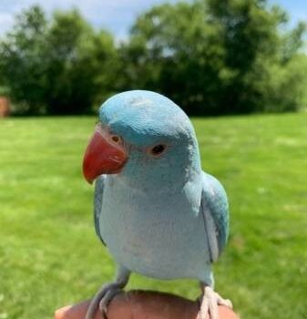 BUY INDIAN RINGNECK PARAKEETS FOR SALE - Image 3