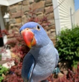 BUY INDIAN RINGNECK PARAKEETS FOR SALE - Image 4