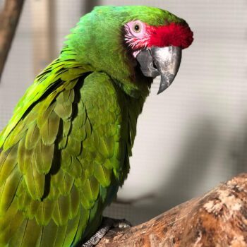 Buy Military Macaw For Sale - Image 2
