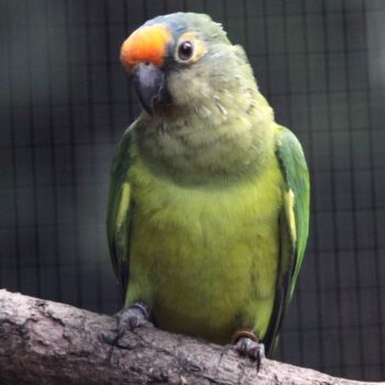 Buy Exotic Birds Online | Pet Birds For Sale | Birds Online Near Me