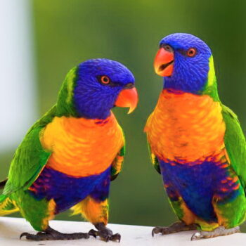 Buy Rainbow Lorikeets - Rainbow Lorikeets For Sale | Novan's Birds Online