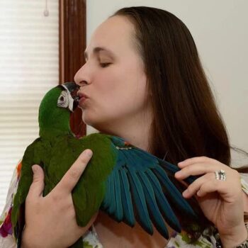BUY SEVERE MACAW FOR SALE - Image 4