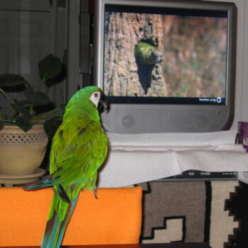 BUY SEVERE MACAW FOR SALE - Image 2