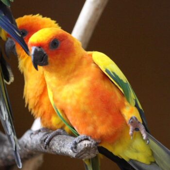BUY SUN CONURE FOR SALE - Image 3