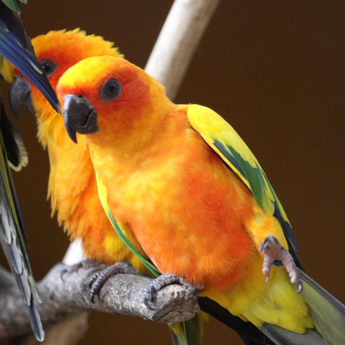 Buy Sun conure for sale – Novan Bird's For Sale