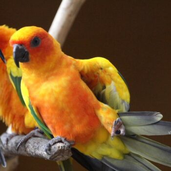BUY SUN CONURE FOR SALE - Image 4