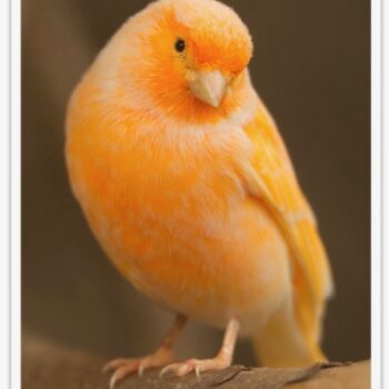 Buy Red Factor Canary Online - Image 5