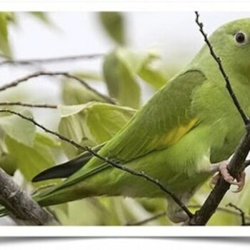 Buy Canary-Winged Parakeets Online