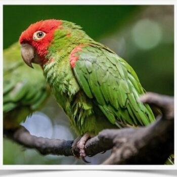 Buy Cherry Headed Conure Online