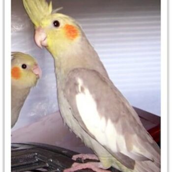 Buy Cockatiel - Cinnamon Online